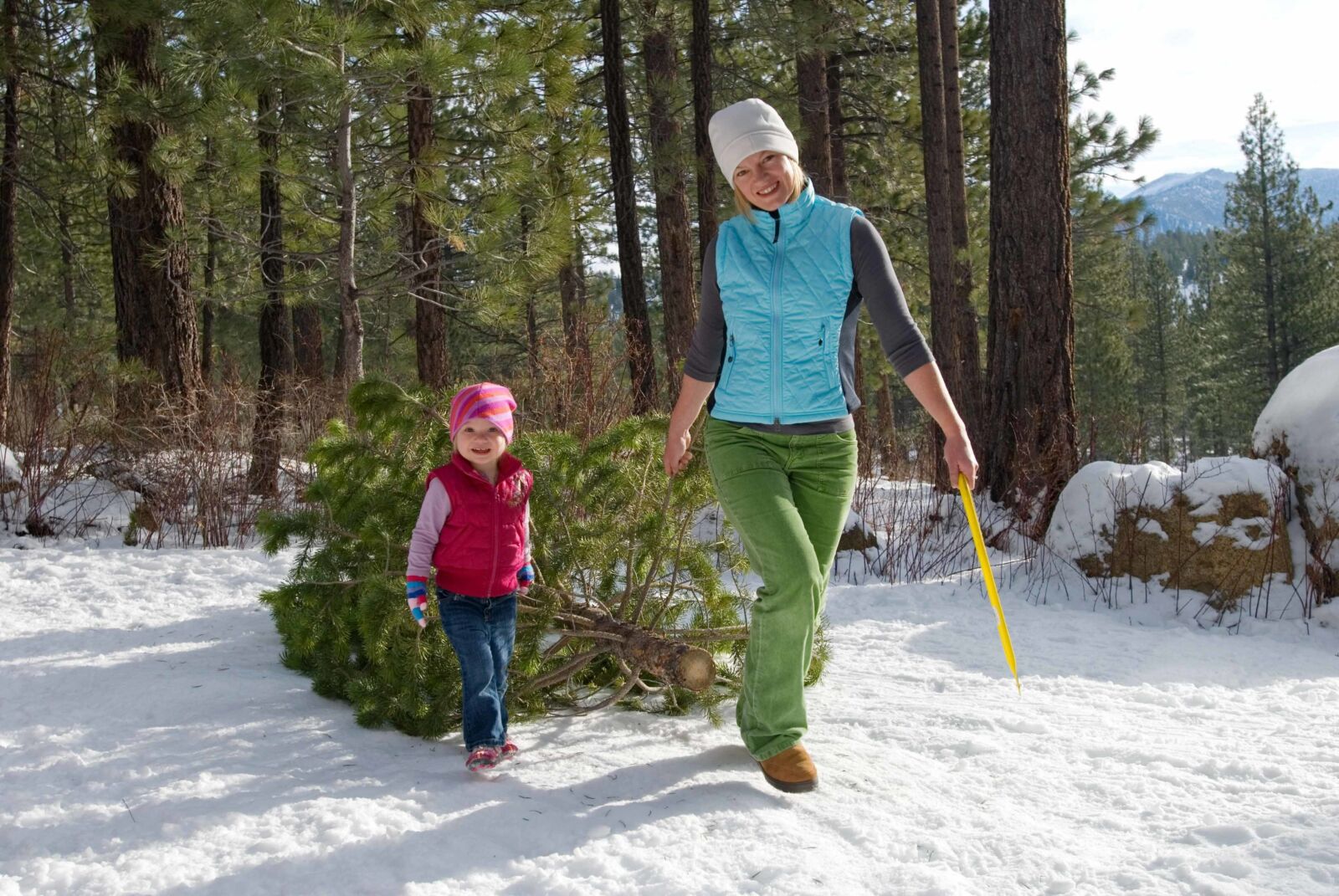 Olympic National Forest Christmas Tree Permit